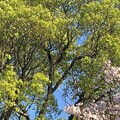 写真: 2024.04.09　楠の新芽と桜