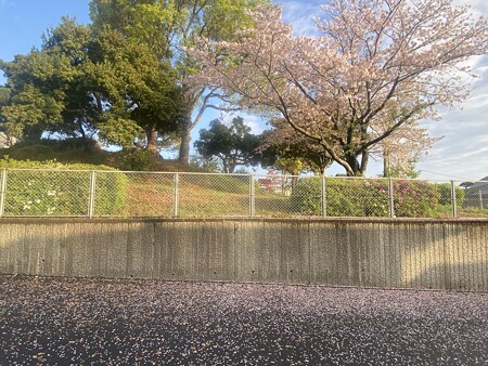2024.04.09　桜の落花と楠の落葉
