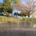 写真: 2024.04.09　桜の落花と楠の落葉