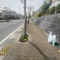 写真: 2024.04.16　街路樹のクロガネモチの実と落葉の掃除after