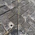 写真: 2024.04.12　擁壁の継ぎ目の草にタンポポ