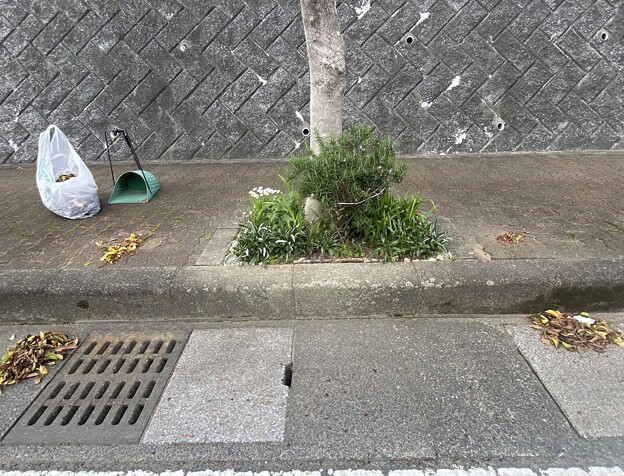 写真: 2024.04.20　街路樹花壇　西2　クロガネモチの実と枯葉