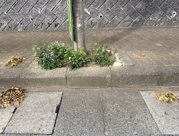 写真: 2024.04.20　街路樹花壇　西5　クロガネモチの実と枯葉