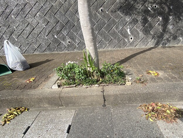 写真: 2024.04.20　街路樹花壇　西1　クロガネモチの実と枯葉