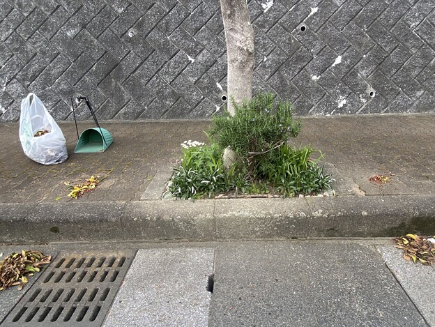 写真: 2024.04.20　街路樹花壇　西2　クロガネモチの実と枯葉