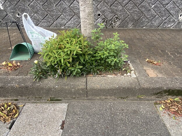 写真: 2024.04.20　街路樹花壇　西3　クロガネモチの実と枯葉