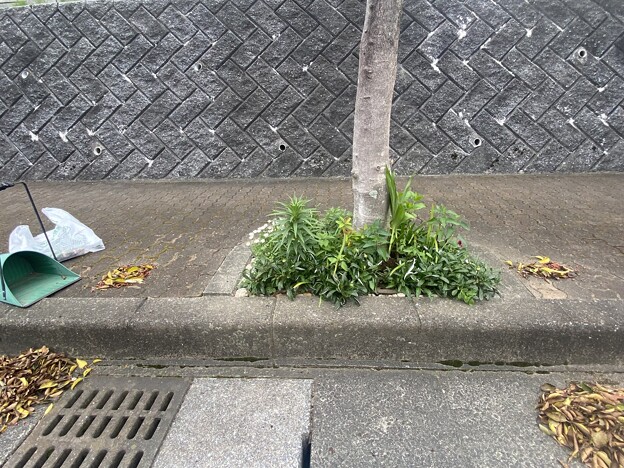 写真: 2024.04.20　街路樹花壇　西4　クロガネモチの実と枯葉