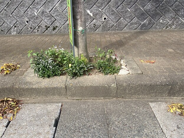 写真: 2024.04.20　街路樹花壇　西5　クロガネモチの実と枯葉