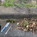 写真: 2024.04.27　街路樹花壇　東6の車道の草の生えた苔を剥ぐ