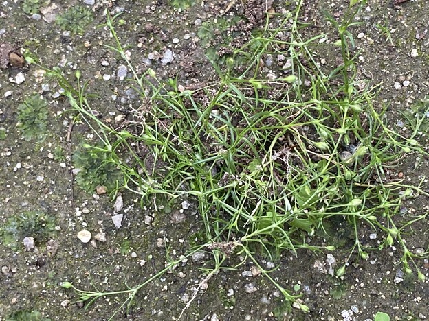 写真: 2024.05.07　抜いた草と一面の銭苔