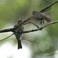 写真: コサメビタキの幼鳥