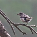 Photos: コサメビタキ幼鳥