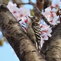 Photos: 桜コゲラ