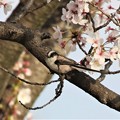 Photos: 桜エナガ