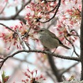 写真: 桜ウグイス