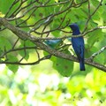 Photos: 幸せの青い鳥オオルリ