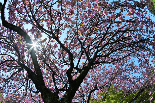 写真: 枝垂れ桜は満開