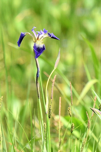 写真: 田ノ原湿原の草花１