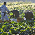 写真: キャベツ収穫作業２
