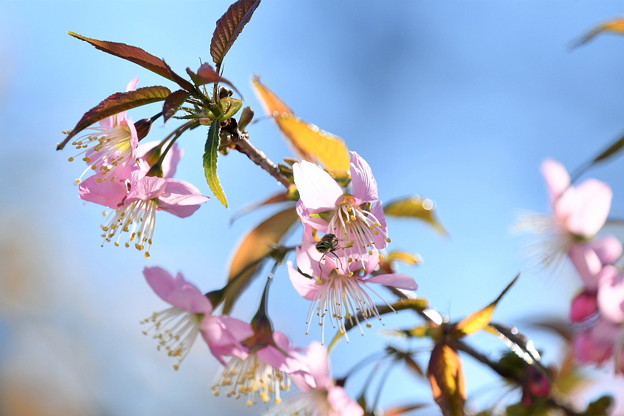 写真: ヒマラヤ桜１