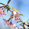 ヒマラヤ桜１