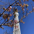 写真: スカイツリー前の河津桜