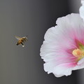 写真: 花粉まみれ〜＾＾