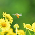 写真: 蜂が飛ぶ〜♪