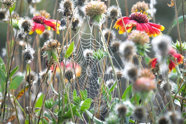 Photos: 霧の中のクモの巣２