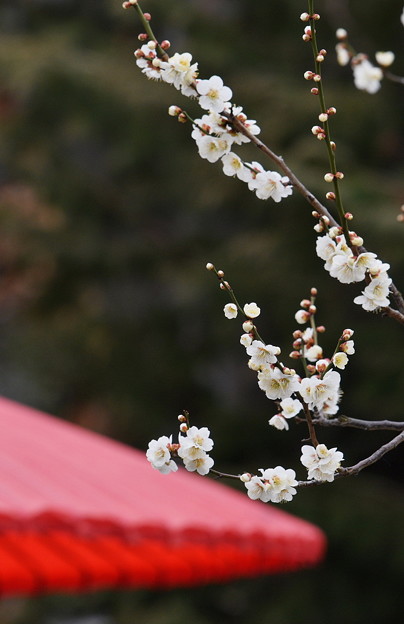 写真: 梅と野点傘