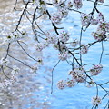写真: 川面桜
