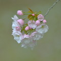 写真: 一葉桜