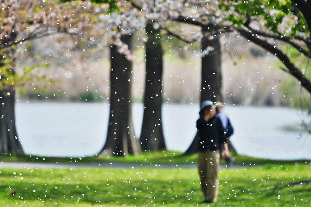 写真: 風に舞う桜吹雪