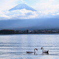 写真: 白鳥と富士山