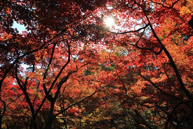 写真: 弥彦公園　紅葉