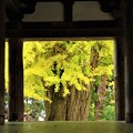 写真: 熊野神社　イチョウ紅葉