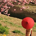 写真: みなみの桜と菜の花まつり