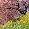 写真: みなみの桜と菜の花まつり