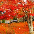 土津神社　紅葉