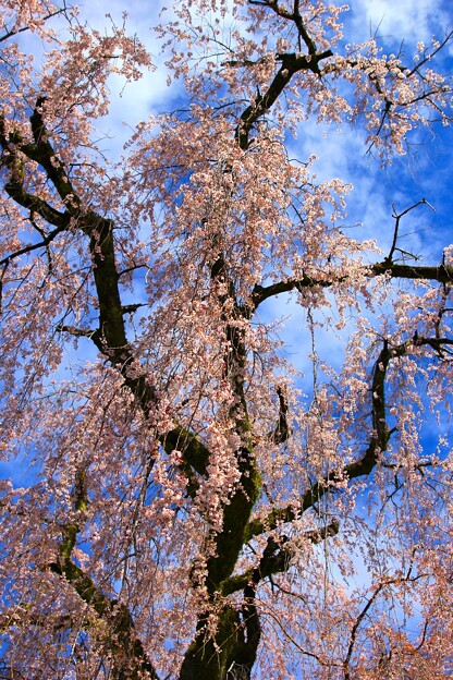 写真: 身延山久遠寺　枝垂桜