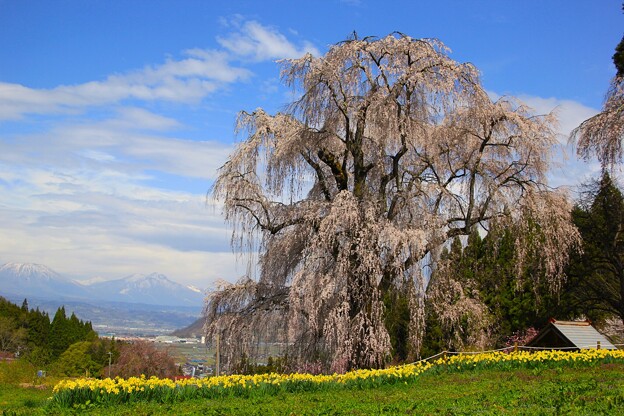 写真: 水中のしだれ桜と妙高山
