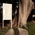 Photos: 965 八幡太郎 手割りの石