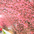 Photos: 794 桜川のオカメ桜
