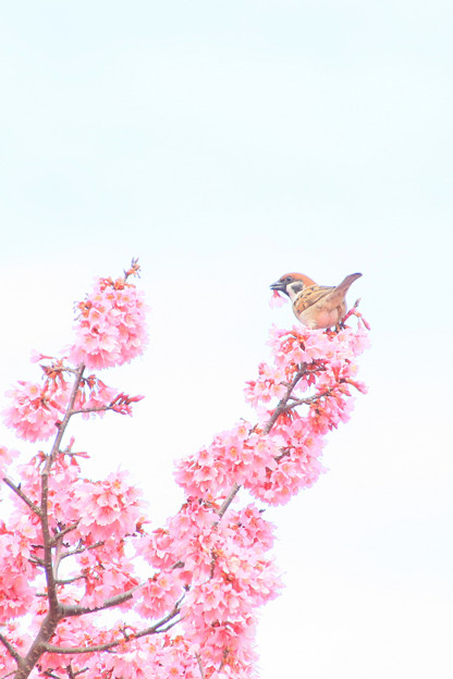 写真: 桜川のオカメ桜