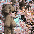 270 日高交流センターの桜