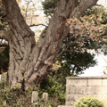 Photos: 660 鏡徳寺のヤマザクラ