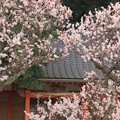 Photos: 833 河原子 須賀神社