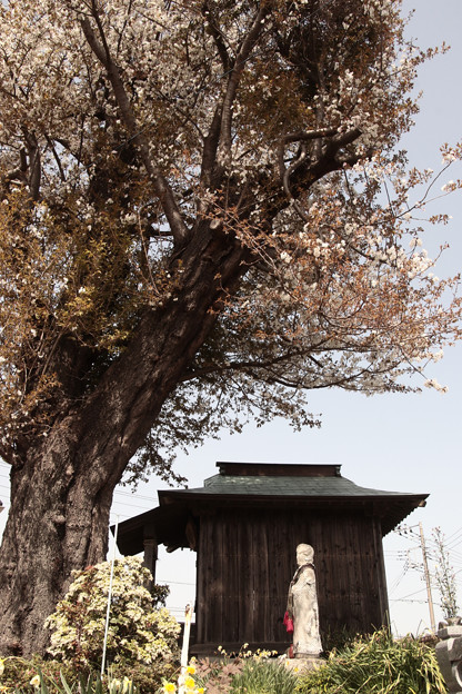 319 素鵞神社のエゾヤマザクラ