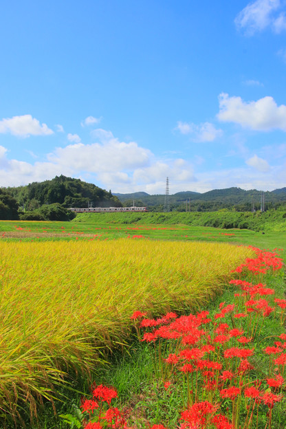 写真: 256 小木津の田園風景