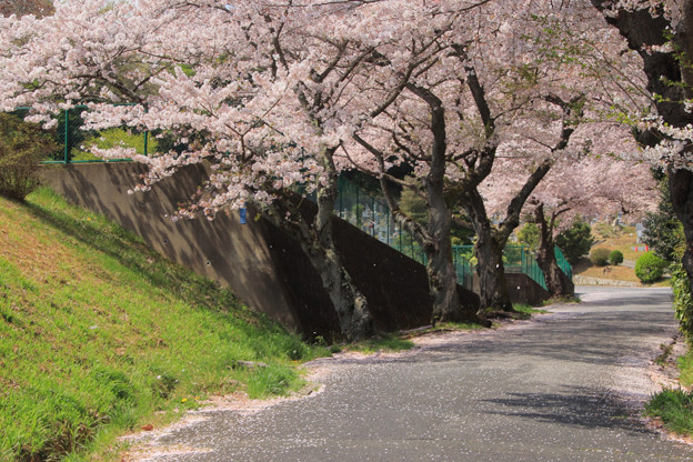 394 東平霊園の桜並木